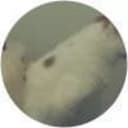 FC Avatar