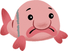 Bashful Blobfish
