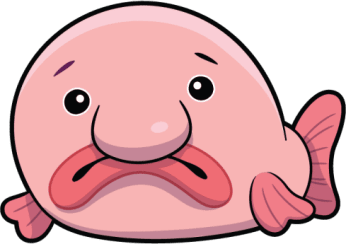 Bashful Blobfish