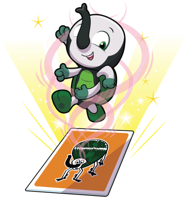 Balanced Beetle Image