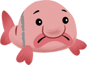 Bashful Blobfish