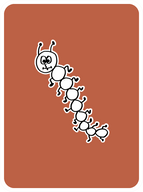 Sensitive Centipede